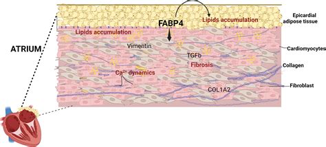 dynamics login|FABP4 Enhances Lipidic and Fibrotic Cardiac Structural and .